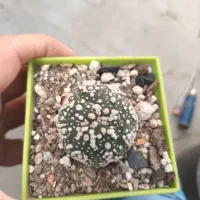 کاکتو س|گل و گیاه طبیعی|شاهینشهر, طالقانی|دیوار