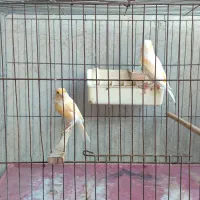 قناری و سهره|پرنده|پارس‌آباد, |دیوار
