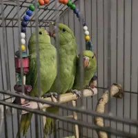 جوجه ملنگو 50 روزه باهوش و سرحال و شیطون