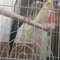 جفت عروس مولد