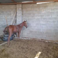 کره اسب مادیون