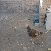 فروش جوجه گلپایگانی. ۳ تا خروس گلین.بوقلمون|حیوانات مزرعه|محمدشهر, محمدشهر|دیوار