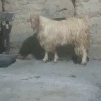 بزغاله