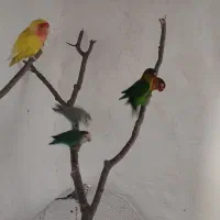 یه جفت طوطی برزیلی مواد