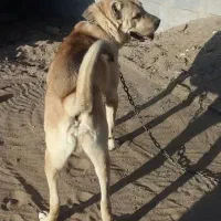 سگ سرابی شهر بابک