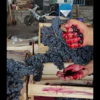 کشمش ابگیری افتابی سایه خشک شیره انگور شانی شرابی|عمده‌فروشی|تهران, میدان میوه و تره‌بار مرکزی|دیوار