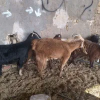 بز چاق جوان|حیوانات مزرعه|یزد, |دیوار
