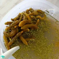 ترشیجات|خوردنی و آشامیدنی|گنبد کاووس, |دیوار