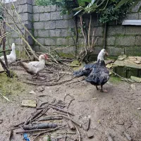 اردک اسراییلی