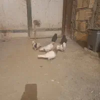 کبوتر طوقی|پرنده|کرمانشاه, |دیوار