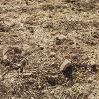 زمین-کشاورزی-دشتروم-منصوراباد