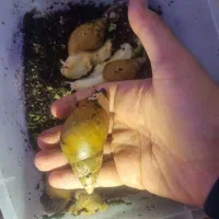 فروش حلزون اچاتینا|خزنده|فولادشهر, مسکن مهر فولادشهر|دیوار