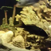 کوی مشکی|ماهی|مشهد, جانباز|دیوار