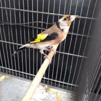 سهره جوجه قفس