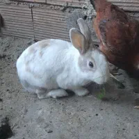 دوتا خرگوش یکی نر یکی ماده