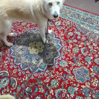 سگ هاسکی ریگان