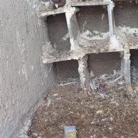 کبوترطوقی|پرنده|کوخرد هرنگ, |دیوار