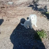 سگ پا کوتاه