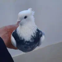 سوسنگرد|پرنده|سوسنگرد, |دیوار