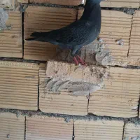 چنتا پرنده گرفتنی کله ای سرخ وسیاه هندی سبز|پرنده|بندر ماهشهر, |دیوار