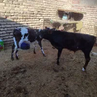 گاو زایده با گوساله نر جنس خوب