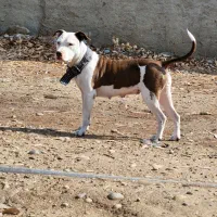 سگ پیتبول ماده|سگ|شوشتر, |دیوار