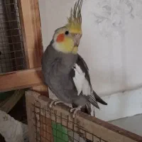 عروس هلندی نر|پرنده|محمدیه-قزوین, |دیوار