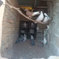 ماده انگلیسی چشم تا به تا