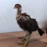 جوجه لاری|حیوانات مزرعه|بابکان, |دیوار