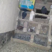 کفتر پلاکی شهرستانی ذاغ|پرنده|ملایر, |دیوار