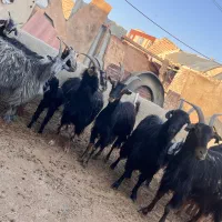 بز بومی بزغاله بره