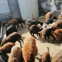 30عدد بره پروار سنگین|حیوانات مزرعه|سلفچگان, |دیوار