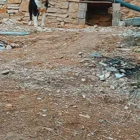 واگذاری سگ نگهبان و گله