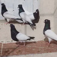 کفتر کله|پرنده|آبدانان, |دیوار