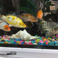 ماهی کوی مولد و پیش مولد