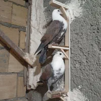 کبوتر کلاغ|پرنده|مشهد, شهرک مهرگان|دیوار