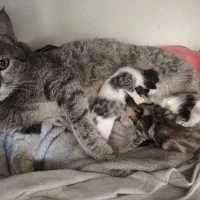 واگزاری گربه همشون ۱ت