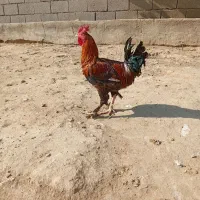 مرغ خروس اردک غاز|حیوانات مزرعه|گتوند, |دیوار