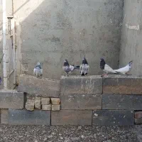 کله دم سبز|پرنده|بهار, |دیوار