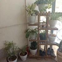 گل آپارتمانی شاداب