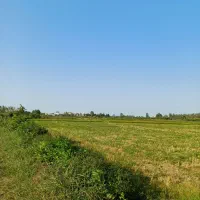 زمین کشاورزی|فروش دفتر صنعتی، کشاورزی، تجاری|رشت, حومه رشت|دیوار