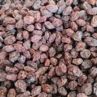 مویز و کشمش بش آفتابی گوشتی