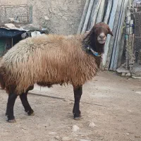 به فروش می‌رسد|حیوانات مزرعه|زاگرس, |دیوار