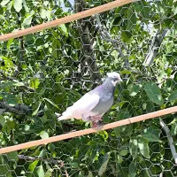طوقی کبود ماده