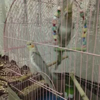 عروس هلندی آهویی