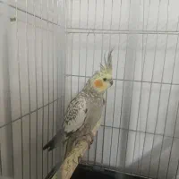 عروس هلندی