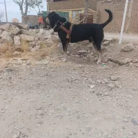 پژدردرجه یک