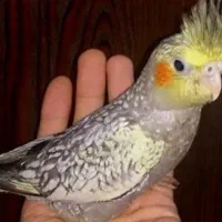 عروس هلندی سالم