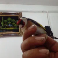 سهره نر|پرنده|رشت, جانبازان|دیوار