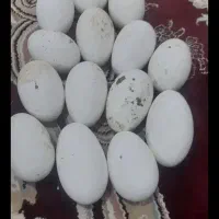 فروش تخم غوغاز نطفه دار